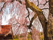 かんちゃんさんの極楽寺の投稿写真1