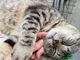 ちゃとらのねこさんの夢いちごの郷 半澤いちご農園への投稿写真2