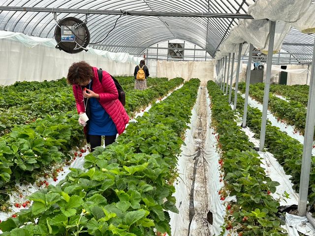Lots of tasty strawberries, traditional type_由布院いちご園