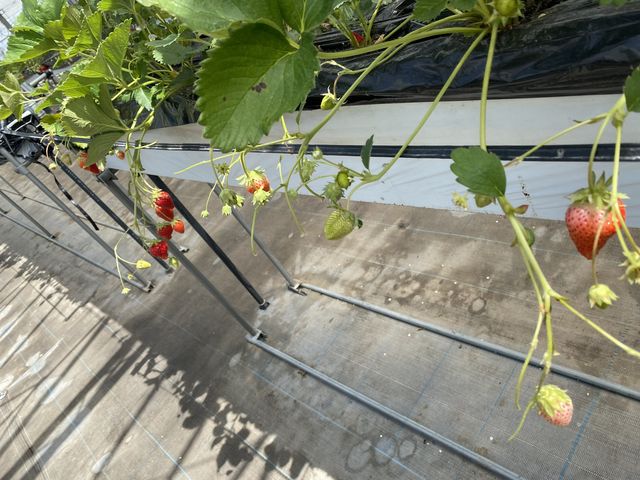 ハウスの一部です_大中垣見イチゴ園