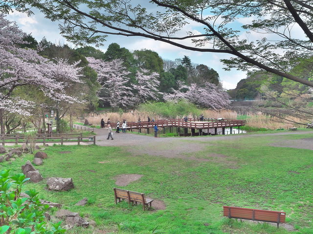 湿生植物園_八ッ橋デッキ(湿生植物園)