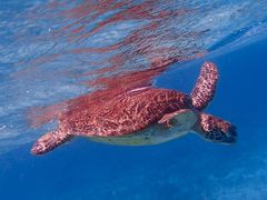 ダイビングサービス碧海の写真2