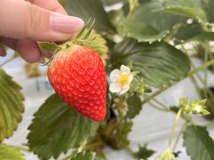 yaeさんのジットファームへの投稿写真1