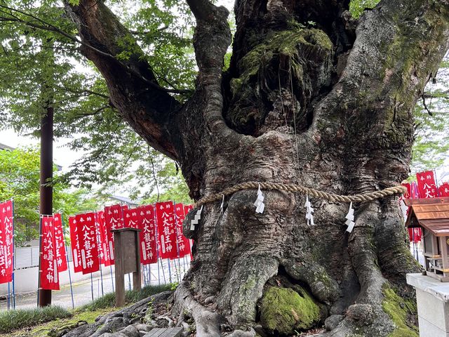 御神木_今宮神社(埼玉県秩父市)