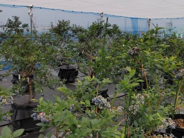 色々な種類のブルーベリーがあって、たべくらべをしました_たかつきベリーファーム