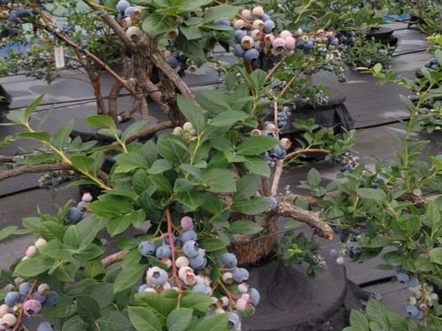 大きな実がびっしり!_たかつきベリーファーム