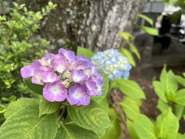 2023.6.19_資福寺