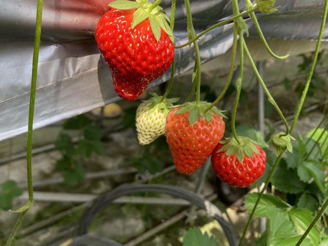 食べ頃のいちごがたくさんありました。_渡辺観光農園