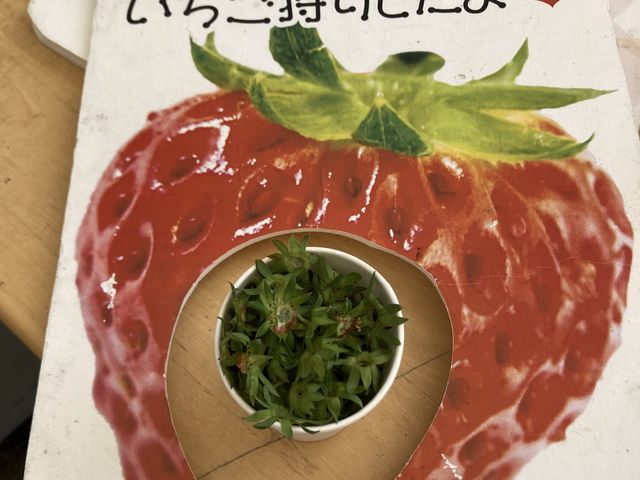 顔はめの写真も撮れます。_渡辺観光農園