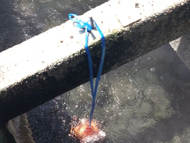温泉玉子_足湯(湯村温泉)