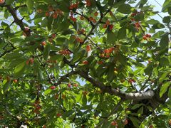 槙農園 観光さくらんぼもぎとり園の写真1