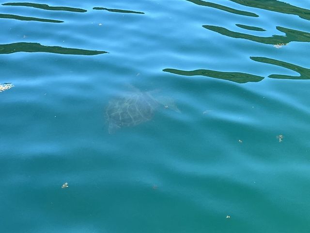 ウミガメも遊びに来てくれる綺麗な海_ブルーツーリズムくまの