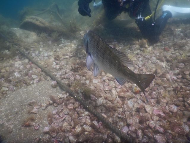 魚肉ソーセージで餌やりをしました。_はごろもマリンサービス大瀬崎
