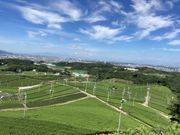 まゆままさんの八女中央大茶園の投稿写真1