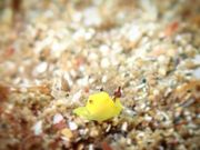 パンちゃんさんのSEA MOREの投稿写真1