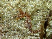 パンちゃんさんのSEA MOREの投稿写真2