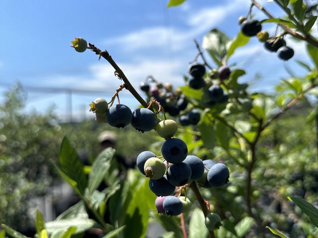大粒のブルーベリーが沢山でした。_川戸農園