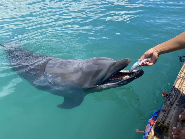 ご褒美のお魚!_ドルフィンファンタジー石垣島