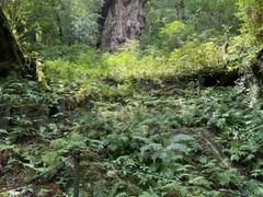 ぱくちゃんさんのYamakara屋久島への投稿写真1