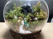 せいさんの苔むす屋の投稿写真1