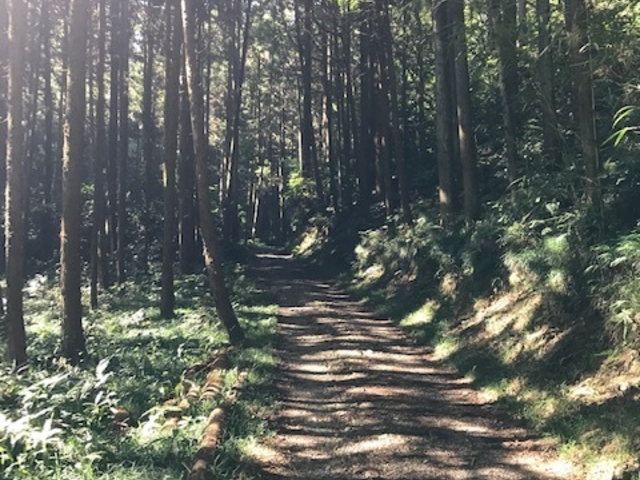森林が美しい道です_官ノ倉山