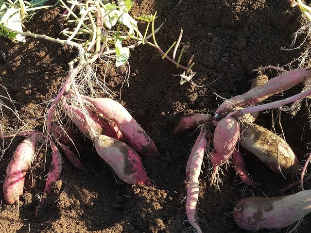こんな感じで埋まっています_芋掘り観光 山田園