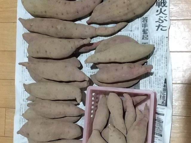 皮がむけるのでこすりぎすぎないようにしました_芋掘り観光 山田園