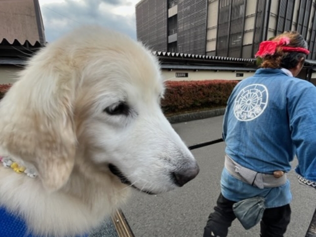 大型犬は足元に座らせて乗ります_飛騨高山・観光人力車 ごくらく舎