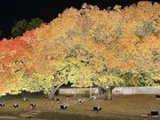 なっちゃんさんの特別史跡旧閑谷学校の投稿写真1