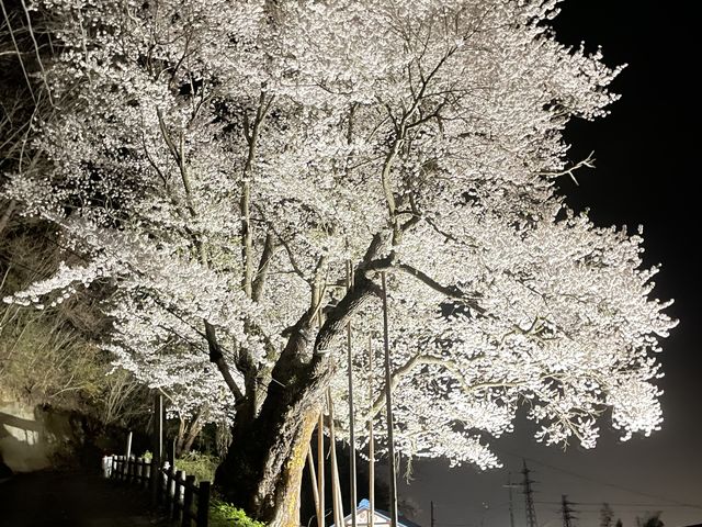 つっちーさんの種蒔桜の投稿写真1