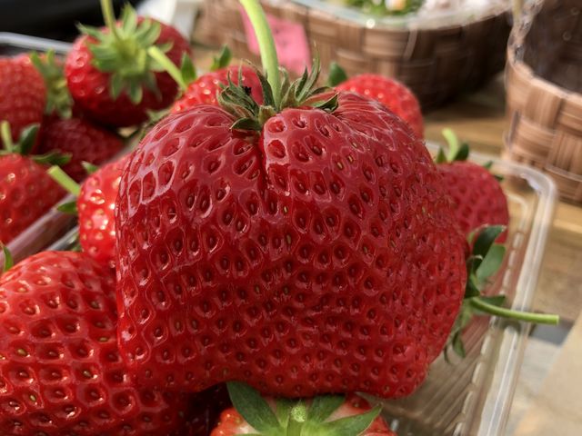 巨大いちごの写真です。_淡路島いちご農園 はる苺