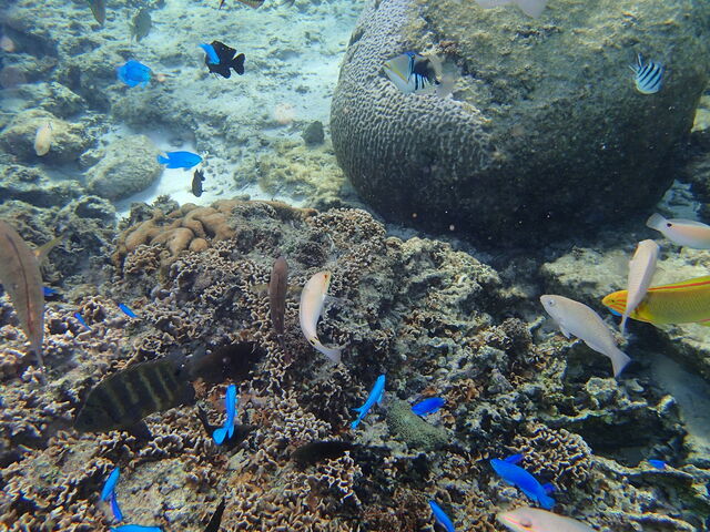 たくさんお魚に餌付けしました_コーラルトリップ イエスタ