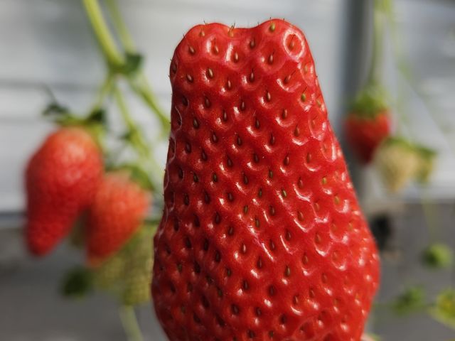 大きくて甘かったです!_very berry farm