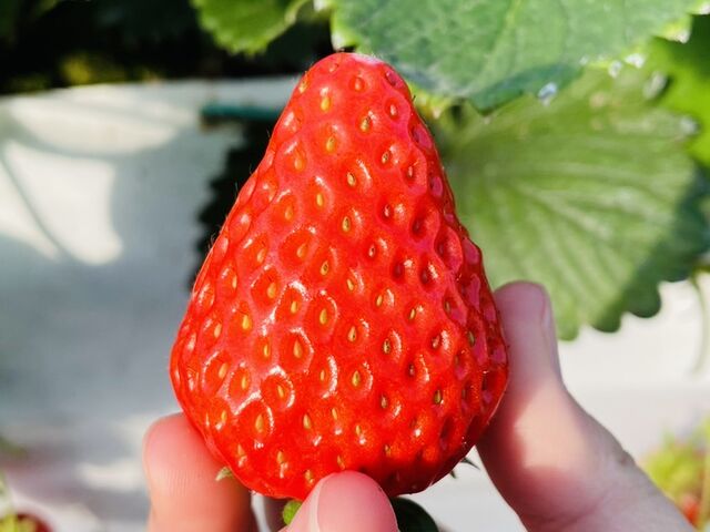 大きくて甘いイチゴでした_ピーターパンハウス