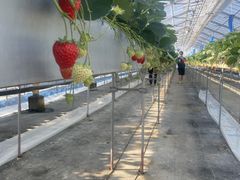 なおさんの向後いちご園への投稿写真1