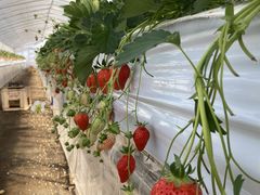 pyonchi*さんの以後アいちご園への投稿写真1