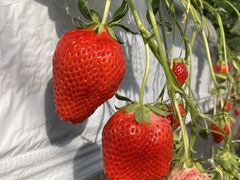 pyonchi*さんの以後アいちご園への投稿写真2