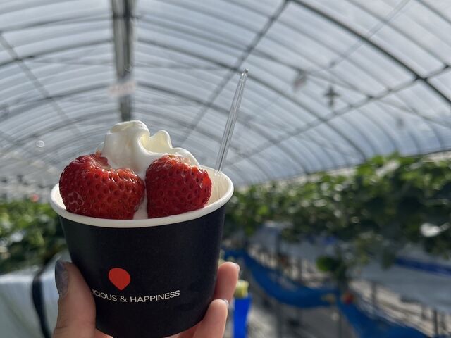 ハウスで売っているソフトクリームもとても美味しくいちごと相性抜群です。_ドラゴンフライファーム