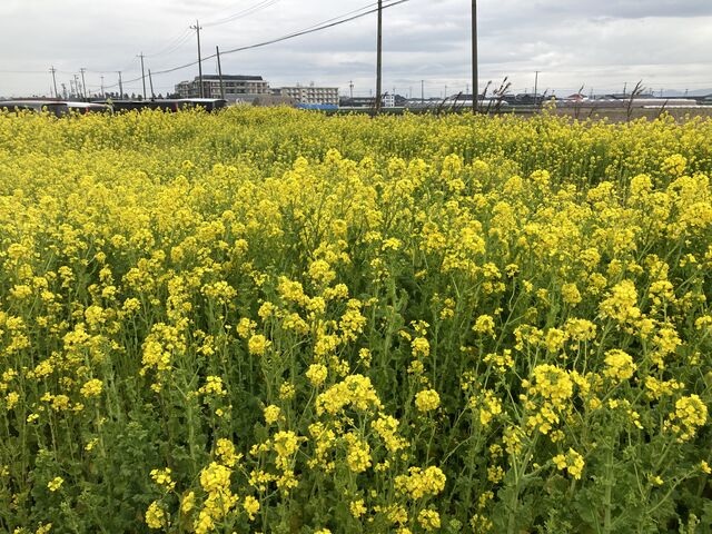 駐車場の菜の花、満開でした_フルーツガーデン高松