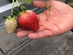 tomoさんの坂井いちご園への投稿写真1