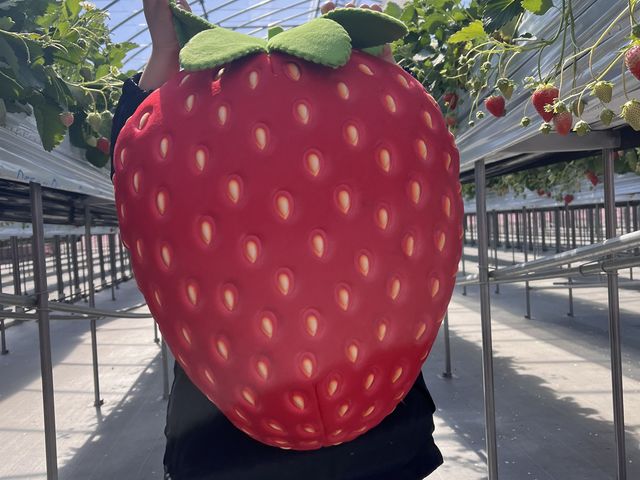 いちごクッション、子どもが喜んでました笑_ストロベリーファームBERRYBERRYBERRY