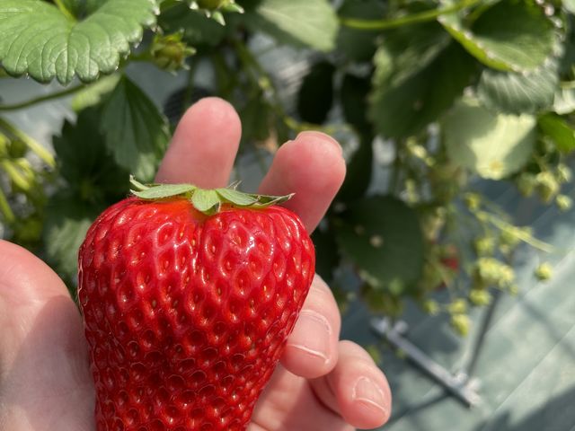 大きいイチゴ_farmいちごろ