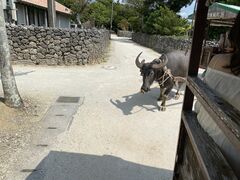 八重山観光フェリーの写真1
