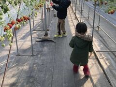 いちご狩りの橘農園の写真1