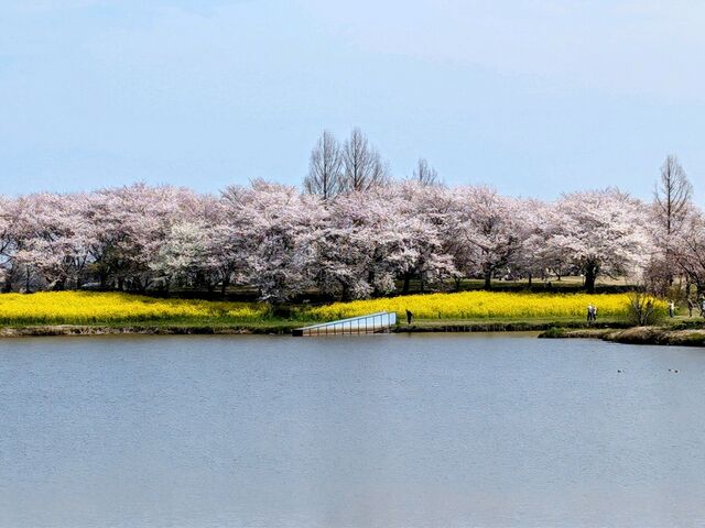 yu‐cyanさんの上堰潟公園の投稿写真1