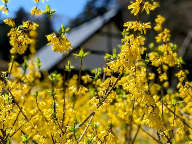 弥彦神社桜苑_彌彦神社