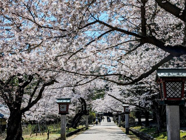 yu‐cyanさんの弥彦公園の投稿写真1