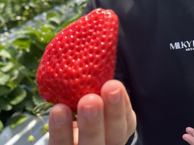 大粒のいちごちゃん。_リトリファーム