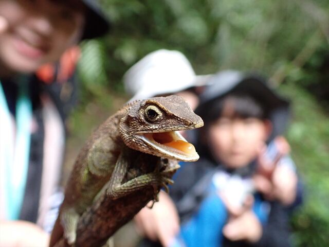 キノボリトカゲくんと_西表島カヌークラブ 空風
