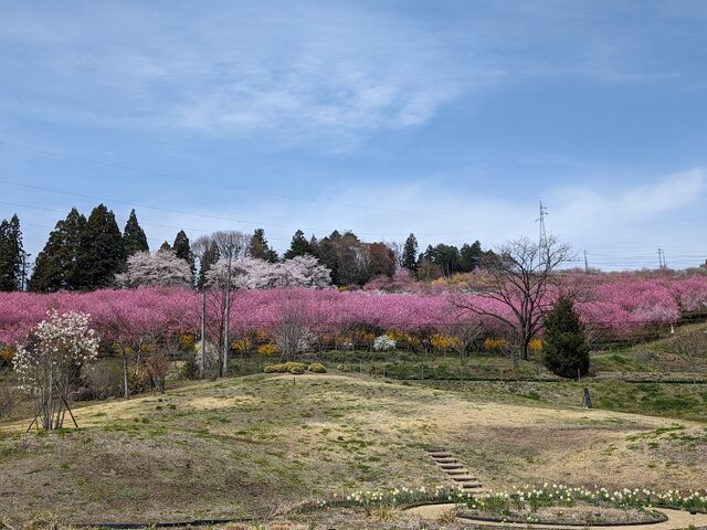 花桃の丘_中之条ガーデンズ